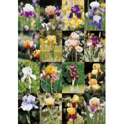 Affisch Iris
